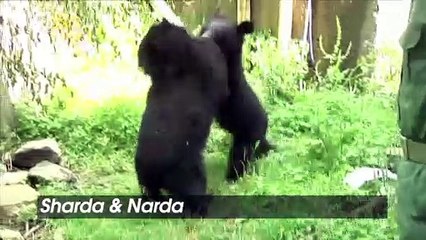 Two Adorable Asiatic Bear Cubs Rescued Close to the India-Pakistan Border!