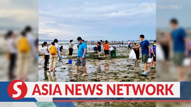 The Straits Times | NParks reacts to marine animal manhandling video