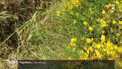 Italie : l’île d’Elbe, un sanctuaire pour les papillons