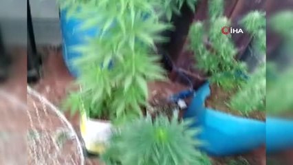 Evin çatısını uyuşturucu serasına çevirdi, Jandarma'ya yakalandı