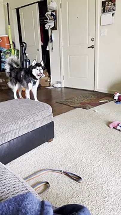 Cute Huskey Puts on Concert