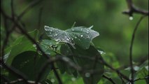 10 minutes forest Rain Sound and Thunderstorm for  relaxing / meditation/ peaceful / deep sleep / study