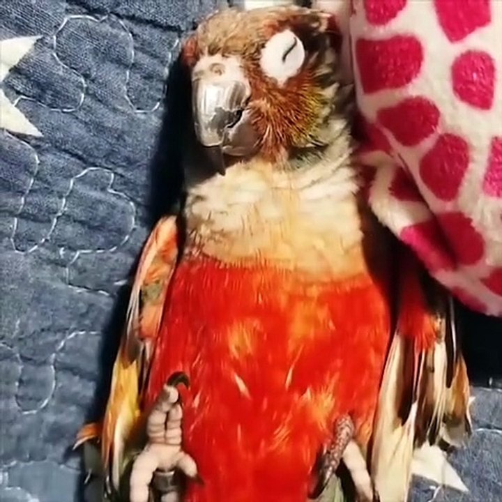 Cute baby animals Videos Compilation cute moment of the animals #85