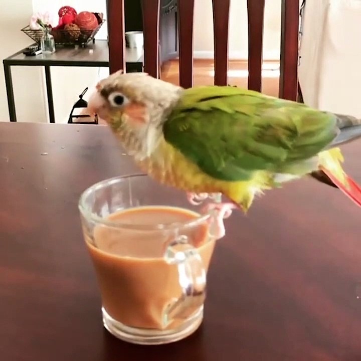 Cute baby animals Videos Compilation cute moment of the animals #86
