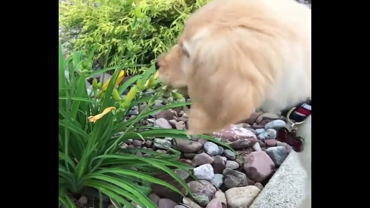 Cute baby animals Videos Compilation cute moment of the animals #89