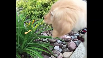 Cute baby animals Videos Compilation cute moment of the animals #89