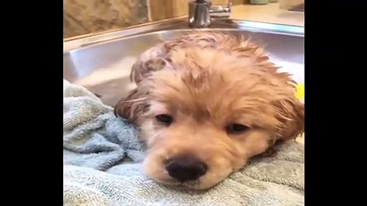 Cute baby animals Videos Compilation cute moment of the animals #92
