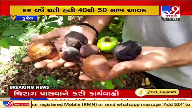 Heavy loss to Guava farmers due to Cyclone Tauktae and Unseasonal rainfall, Navsari _ TV9News