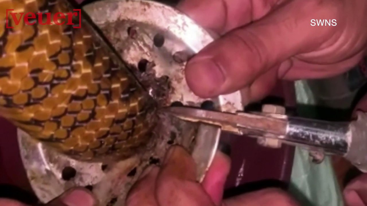 Animal Rescuers Use Circular Saw To Free 7 FT. Snake Caught in Sink Drain