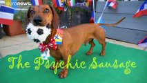 EM-Orakel-Hund sagt Sieg Deutschlands beim Spiel gegen Weltmeister Frankreich voraus