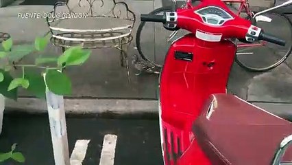 Familia de patos de paseo por Nueva York