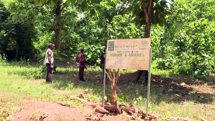 غابة تيني... "السبيل الوحيد" لإعادة تشجير ساحل العاج