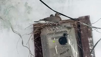 Beautiful Bird Nest in my home.