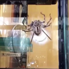 Une araignée tisse son sac d'oeuf