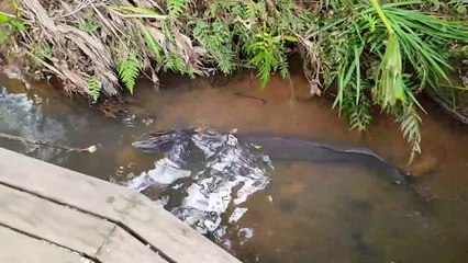 Il nourrit une anguille géante impressionnante - Mill Creek Park, NZ