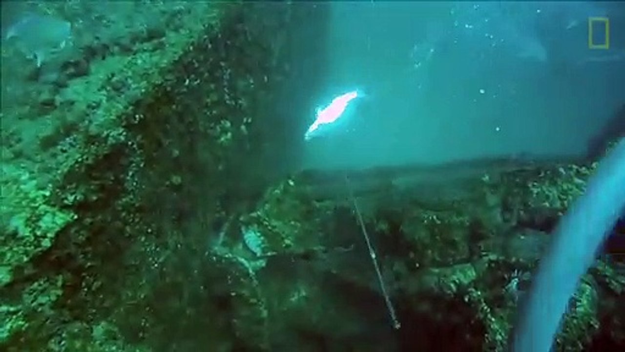 Ce pécheur au harpon se fait emporter par un Mérou géant