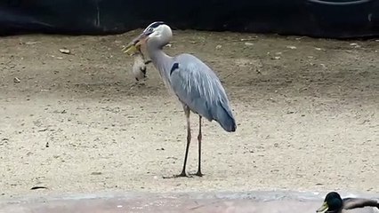 Un héron gobe un canard entier et vivant... miam