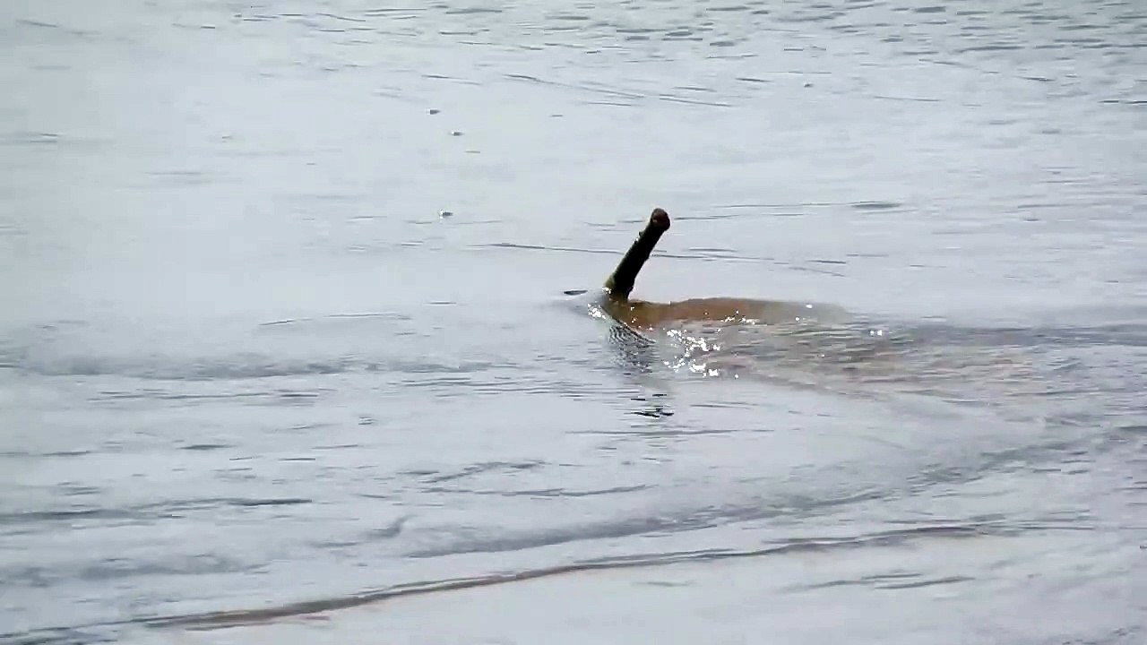 Mais quel est cette créature filmée dans une rivière du brésil... Monstre marin