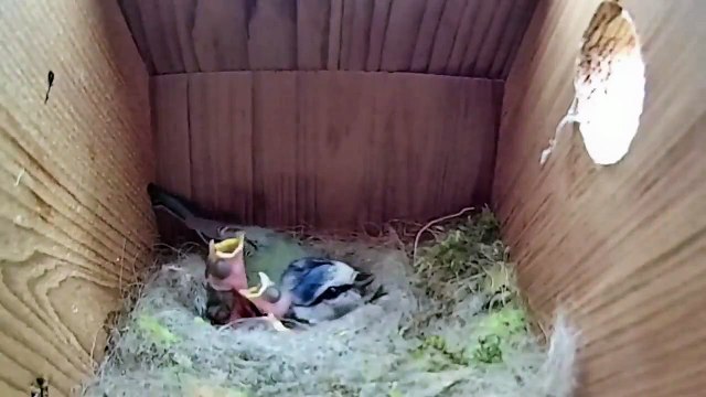 Cet oiseau et ses oisillons vivent une véritable scène de film d'horreur