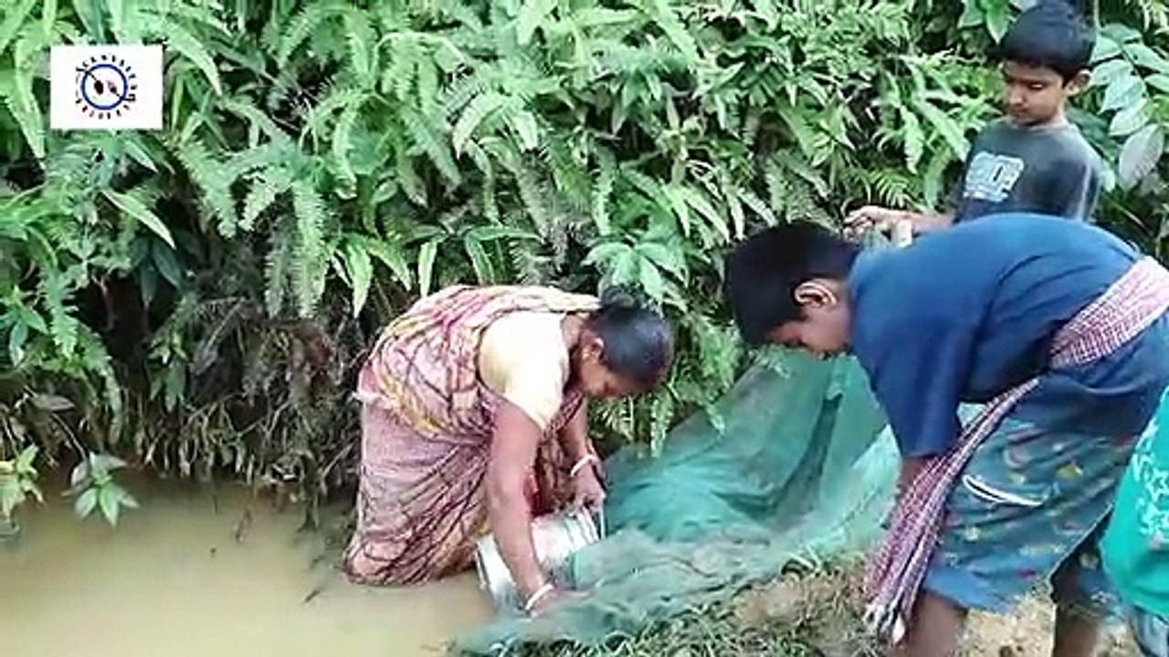 FISHING AND COOKING FRESH FISHES জমিনের তাজা জ্যান্ত দারগিলা মাছের চচ্চড়ি, মুখে লেগে থাকবে এর স্বাদ