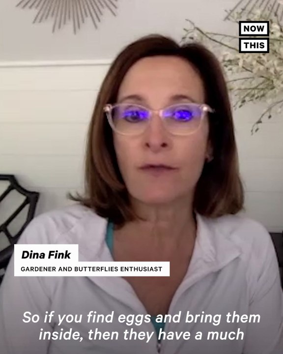 Gardener Shares Tips on Saving the Monarch Butterfly