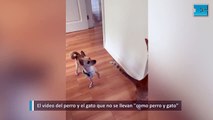 El video del perro y el gato que no se llevan como perro y gato