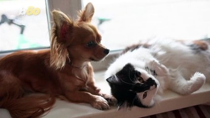 Blink Slowly If You Want To Smile At A Cat