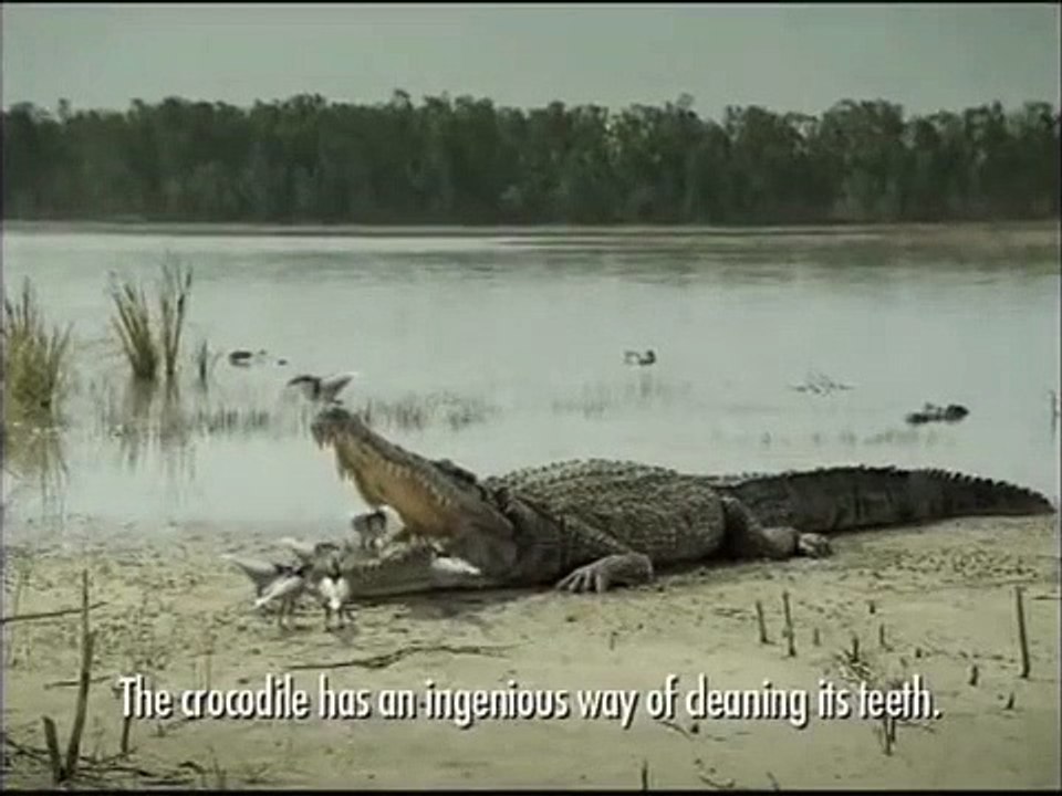 Crocodile Birds - DENTYNE [Silver]