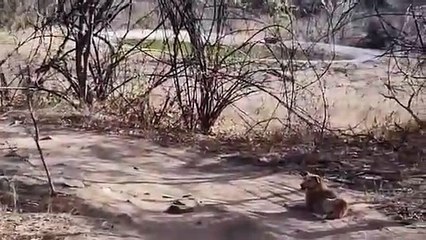 LEOPARD hunting dog _ Leopardo cazando perro