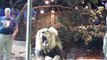 MGM lion attack in Las Vegas