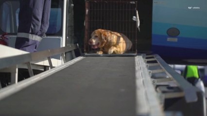 CDC Bans Dogs From More Than 100 Countries, Citing Rabies Risk