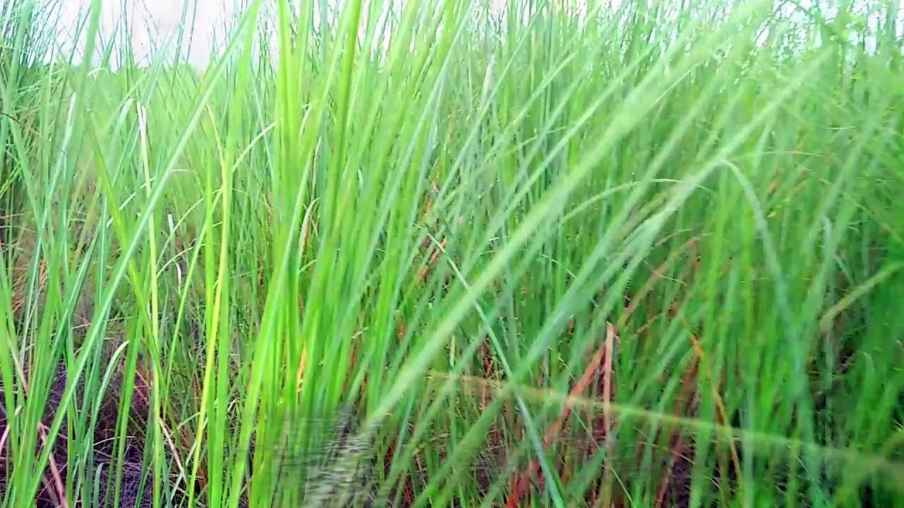 Grass is very beautiful