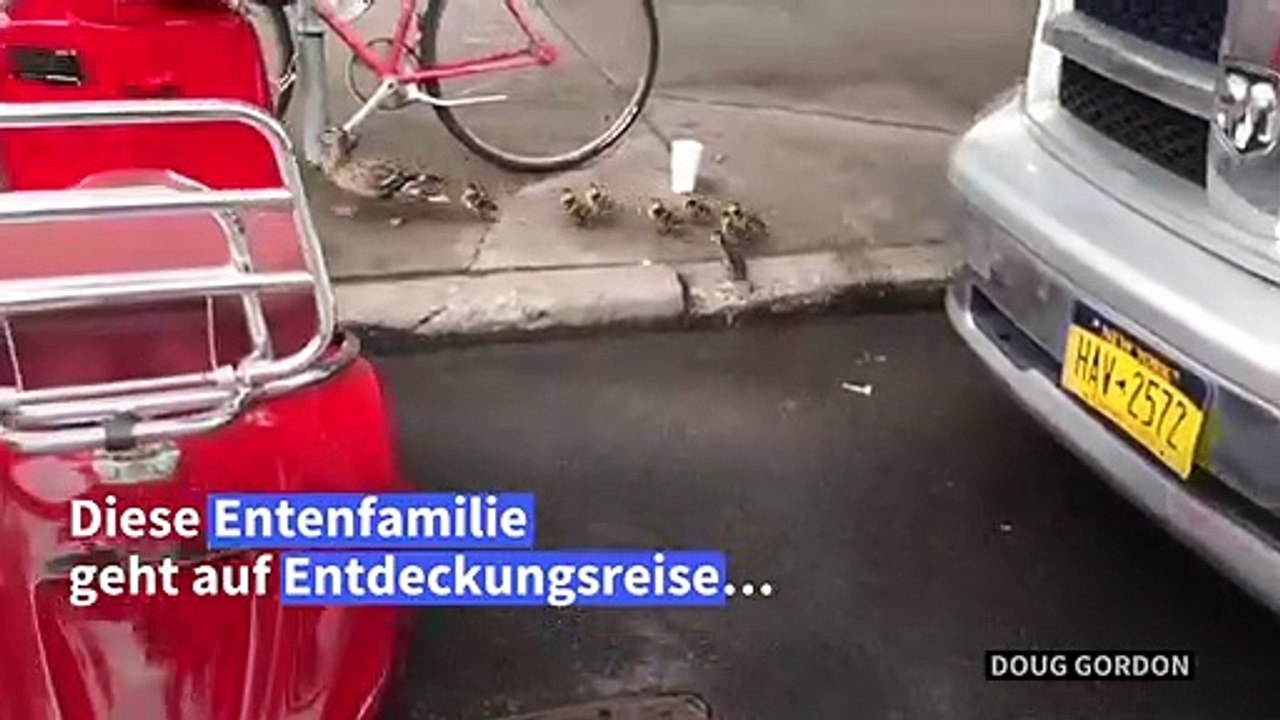 Entenfamilie besucht Bagel-Geschäft in New York