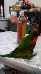 Dancing Bird Loves Its Bottle