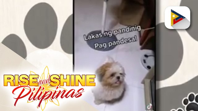 Bonding kasama ang shih tzu na si Panda na morning habit ang pagkain ng pandesal