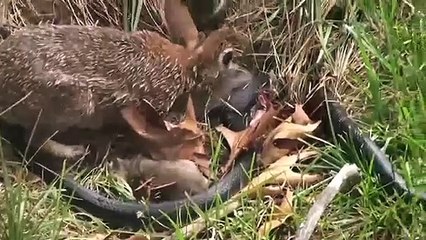 Anne tavşan yılanı perişan etti