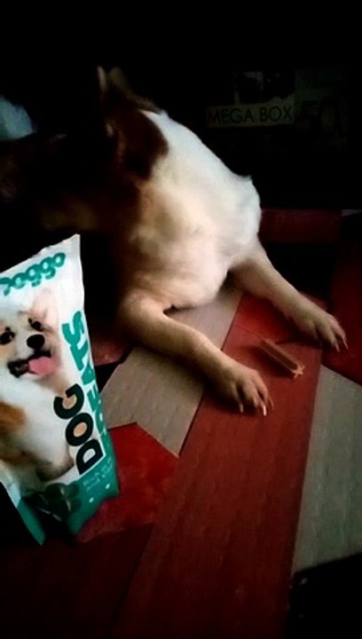 Doggo Time