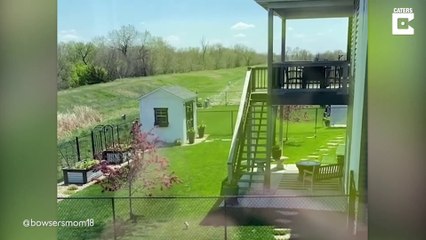- Dog Waits For His Best Friend At Garden Fence_# ANIMAL LOVERS