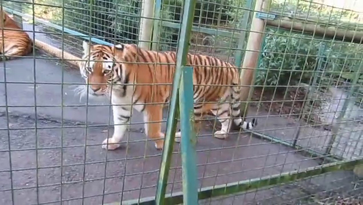 The real tiger