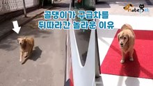 견주 탄 구급차 뒤따라 병원까지 달린 강아지