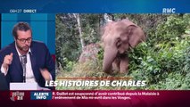 « Les 3 histoires de Charles Magnien » : Périple d'un troupeau d'éléphants en Chine et les jeunes chinois rêvent d'avoir des oreilles d'elfe - 16/06