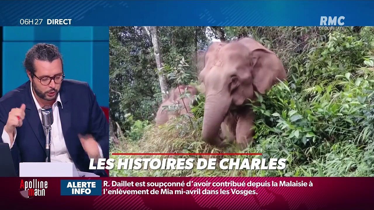 « Les 3 histoires de Charles Magnien » : Périple d'un troupeau d'éléphants en Chine et les jeunes chinois rêvent d'avoir des oreilles d'elfe - 16/06