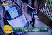 ¡Tenga cuidado! Delincuentes roban mascotas en las calles de Lima