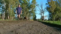 Farm work visa to be offered to help Australian farmers