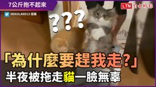 「為什麼要趕我走？」７公斤貓半夜擾民 被拖回窩露出呆萌臉