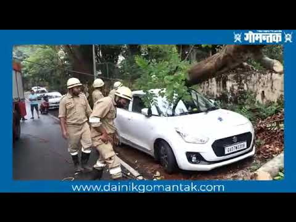 पणजीत अचानक आलेल्या पावसामुळे झाड पडून गाडी चक्काचूर