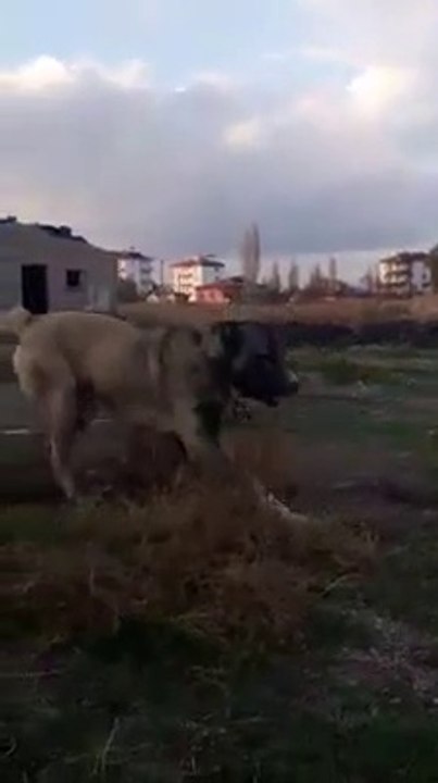 4*4 GUDUK SOYU COBAN KOPEGi GEZiNTi - 4*4 SHEPHERD DOG with WALK