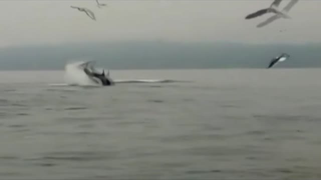 Decenas de leones marinos tratan de protegerse de unas orcas en Chile