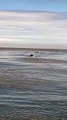Couple on jet ski encounter dolphins off coast of Blackpool