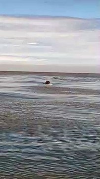 Couple on jet ski encounter dolphins off coast of Blackpool
